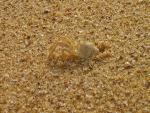Krebse am Strand