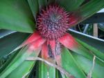 Ananas