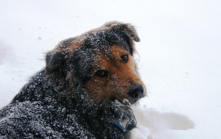 Pluto und sein erster Schnee