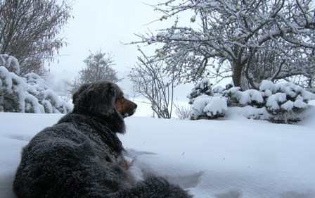 Pluto im Garten in Dornhan