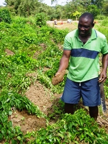 Shiekar erntet Yamswurzeln